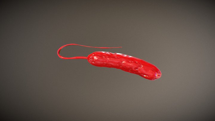 Vibrio Cholerae 3D Model