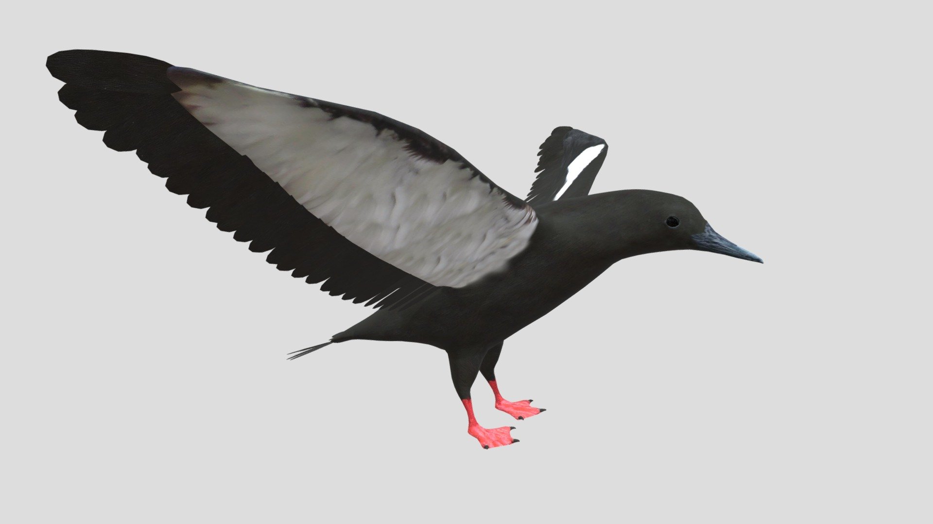 Black Guillemot - Buy Royalty Free 3D model by rmilushev [beb72d4] - Sketchfab Store