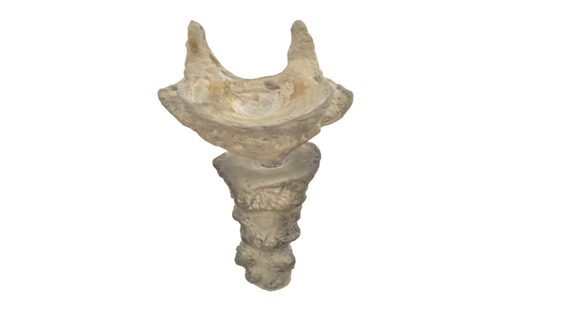 Os Coccyx Met Annotaties 3d Model By Universiteit Antwerpen Marjanmaldoy Beb856c 0951