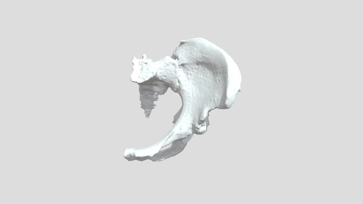 Left pelvis, annotated 3D Model