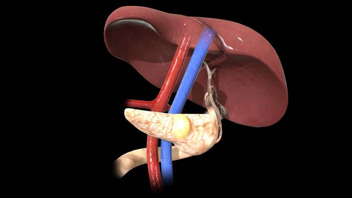 Pancreas 3D Model