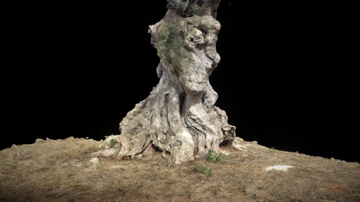 Italy, Otranto, Olive Tree – Modello 3D gratuito STL