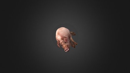 Pig Sleep2 3D Model