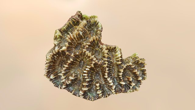 Oulophyllia crispa coral (visible light) 3D Model
