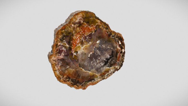 Petrified Wood 3D Model