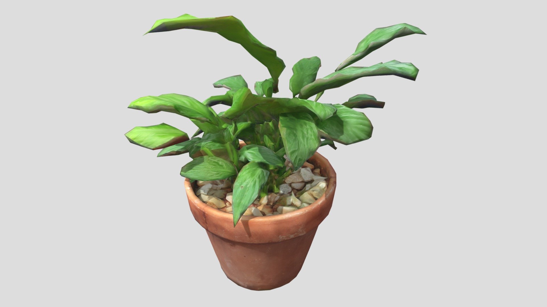Plant - Peace Lily