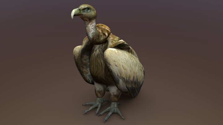 Vulture 3D Model
