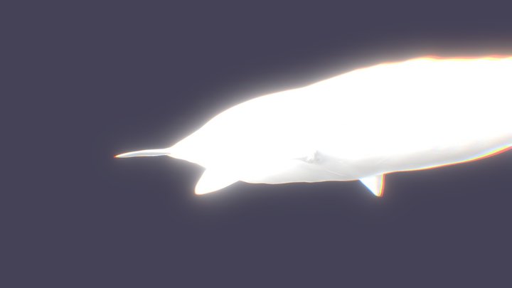 light whale 3D Model