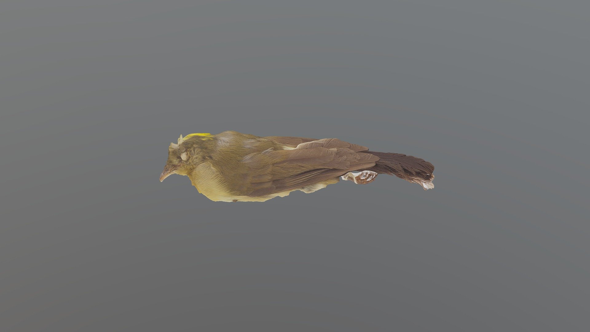 Bearded Flycatcher - Myiobius barbatus