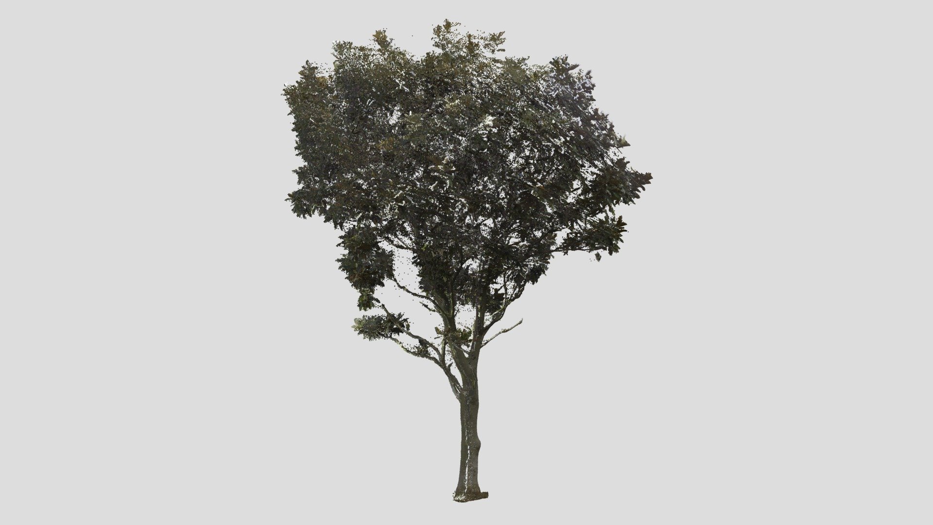 Tree Point Cloud Buy Royalty Free 3d Model By Magnum Opus Tree Cloud Bedba69