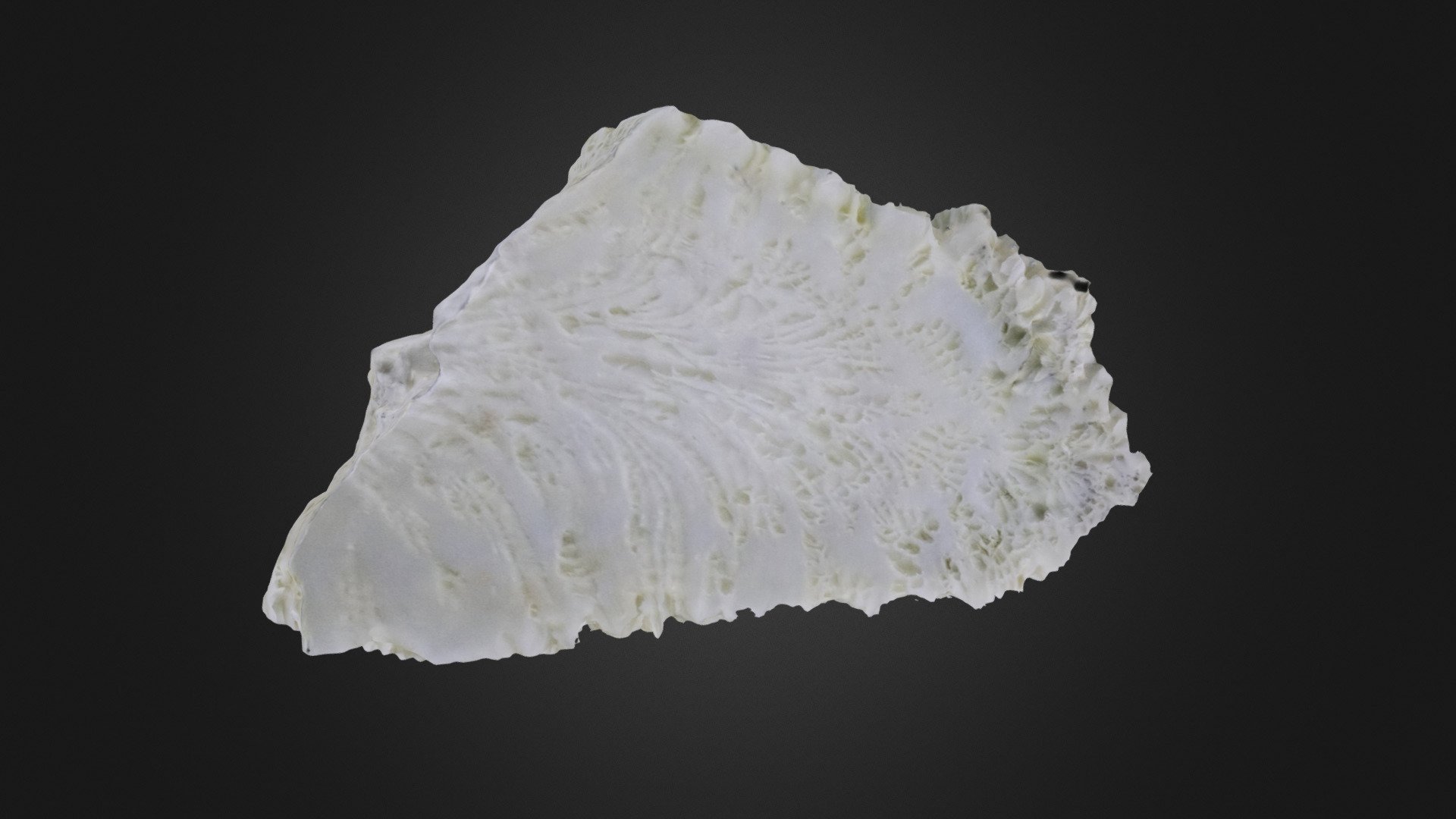 Coral: Dendrogyra sp.