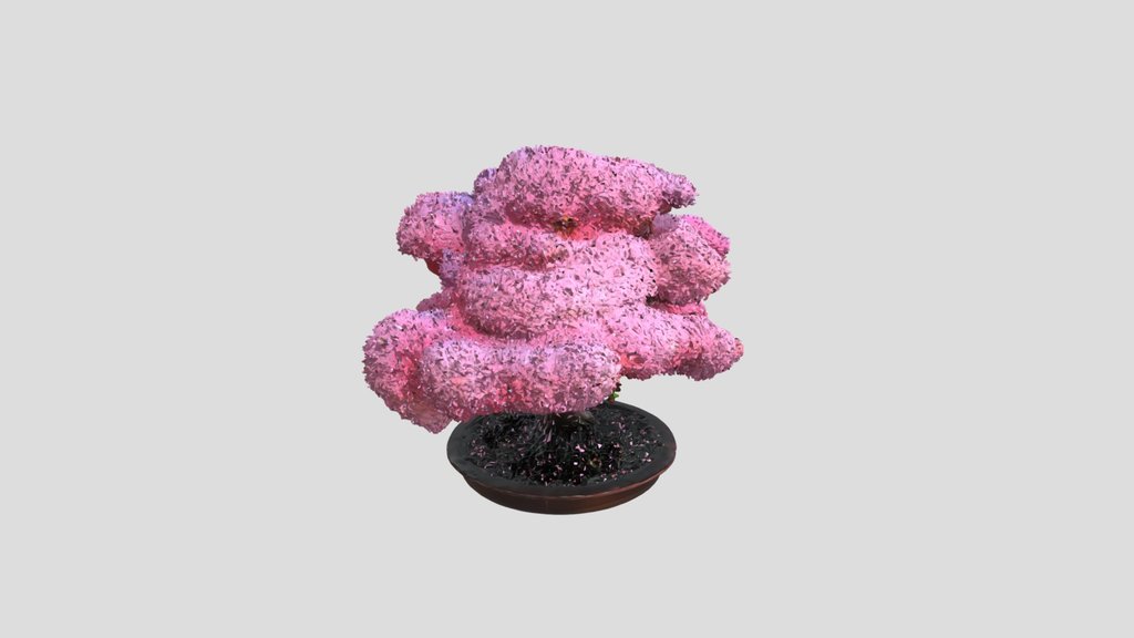 Mimosa bonsai