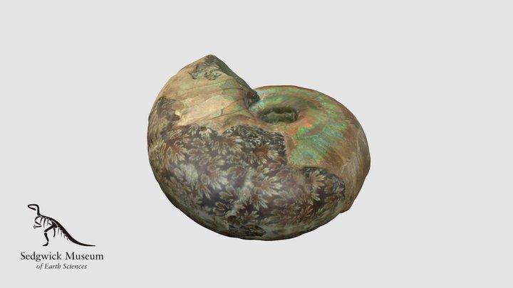 EduF400 Ammonite with Nacre 3D Model