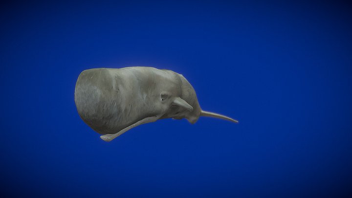 Animated Sperm Whale 3D Model