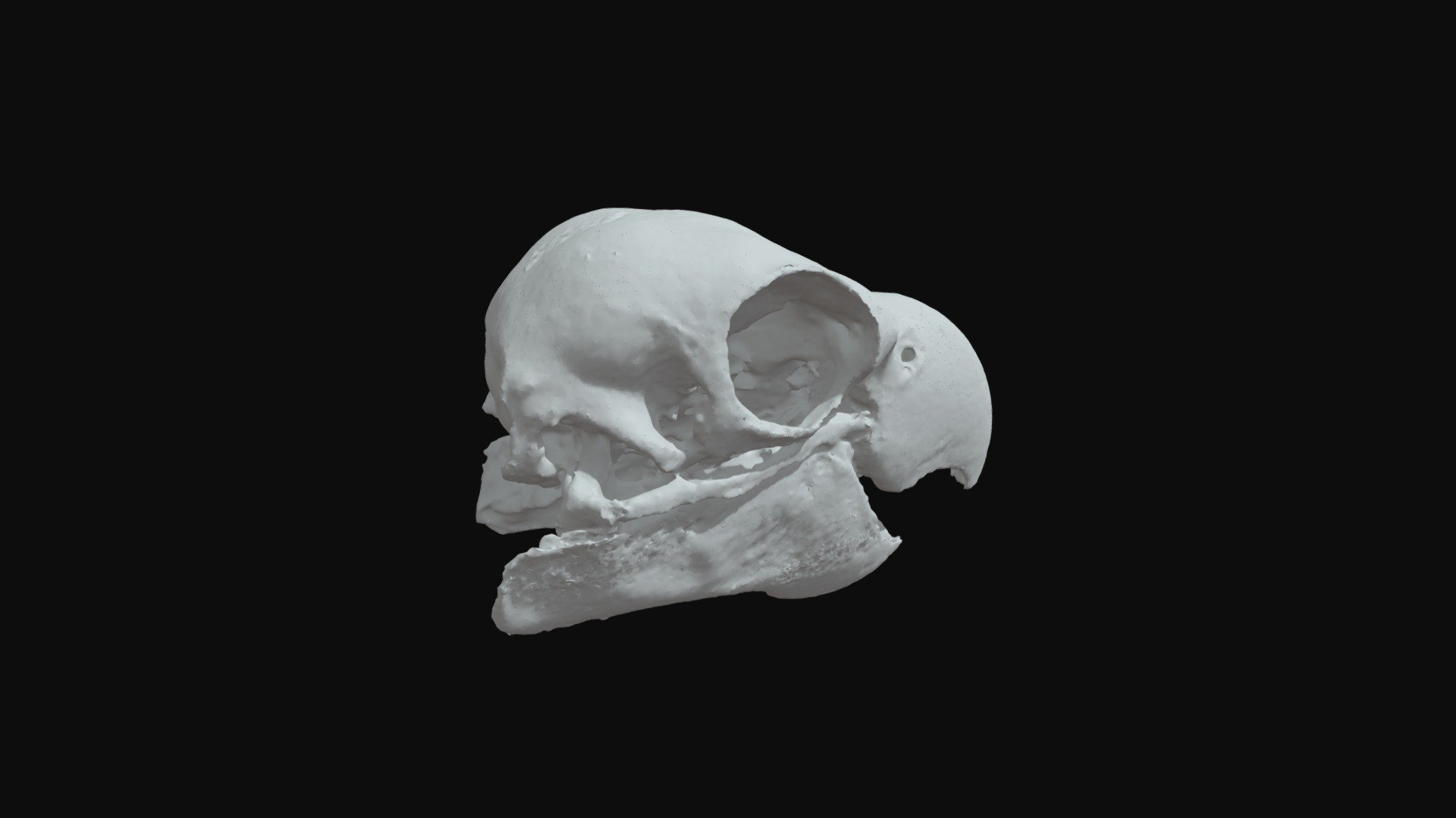 Carnaby's Cockatoo (Calyptorhynchus latirostris) — Sketchfab embed 3D viewer