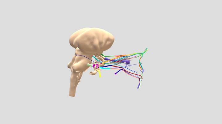 Orbit Nerves Arteries Veins 3D Model