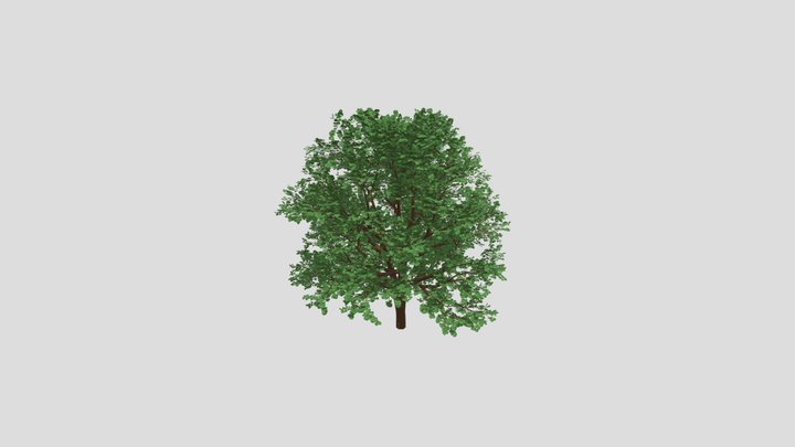 tree with leaf texture 3D Model