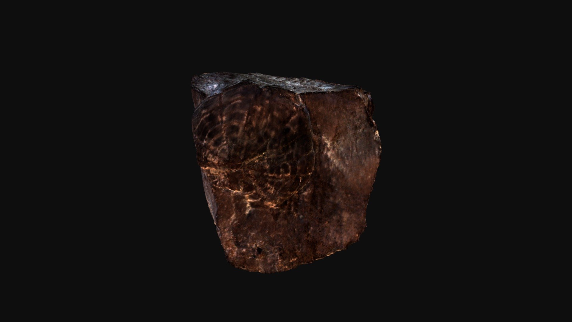 Spatangus argillaceus