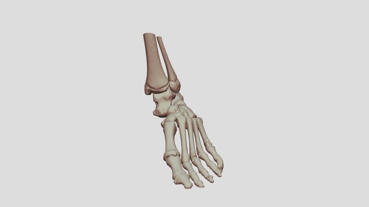 Cavovarous Right Foot (S0259) 3D Model