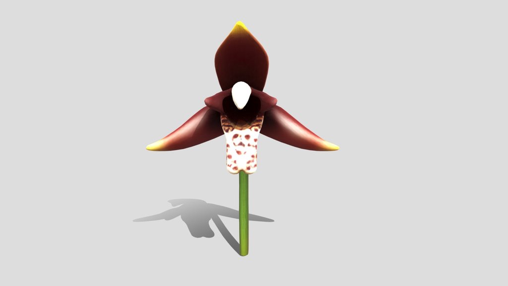 Orchid , Epidendrum Juaicaense