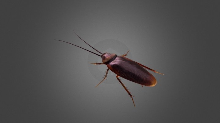 Cockroach 3D Model