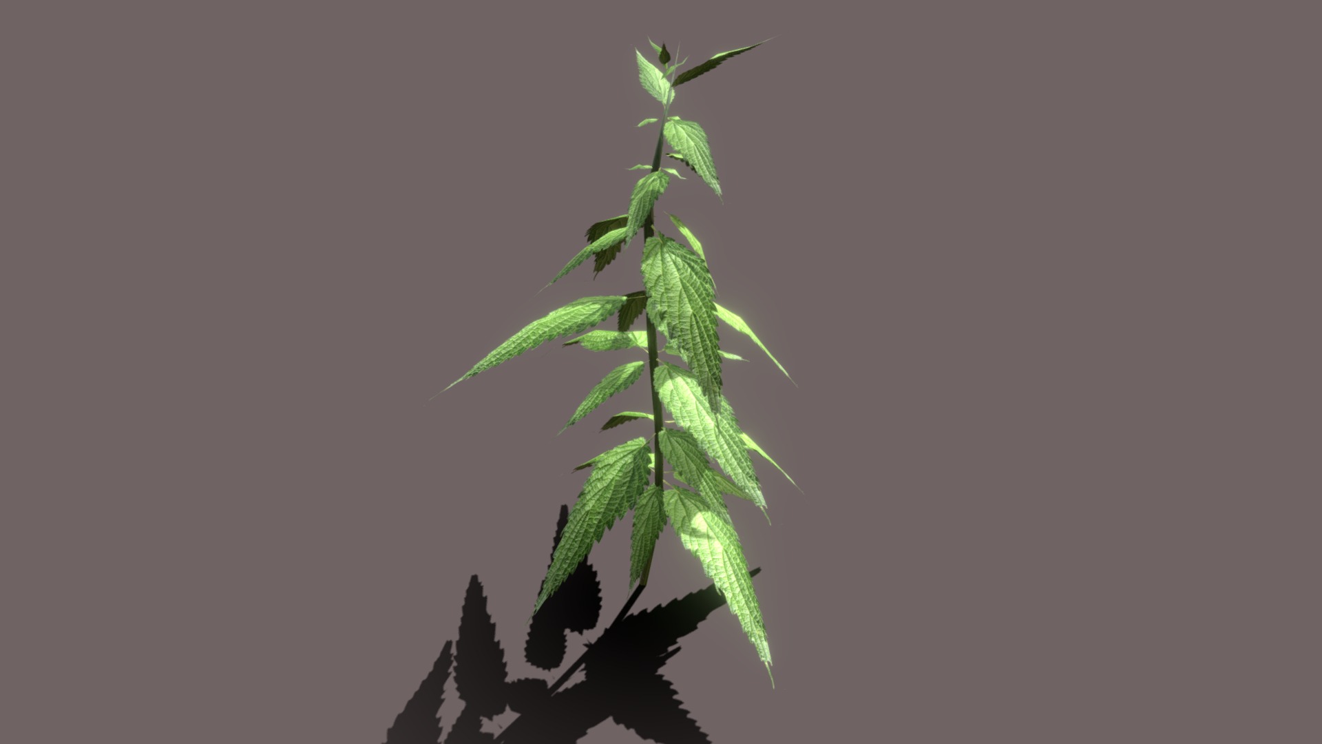 3D model Nettle - This is a 3D model of the Nettle. The 3D model is about a green plant with leaves.