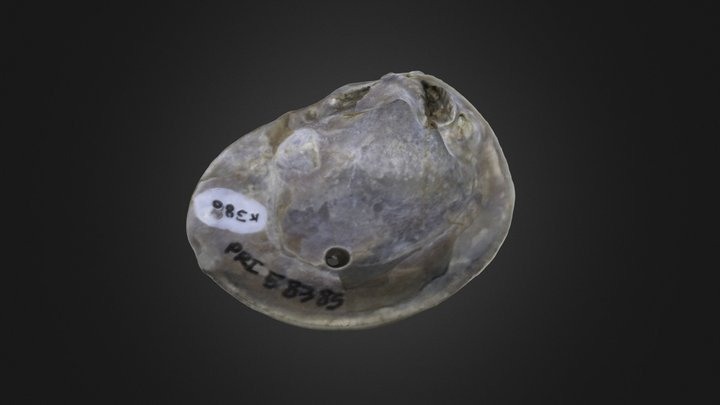 Bivalve: Laevitrigonia ecplecta (PRI 58385) – Gratis 3D-model STL