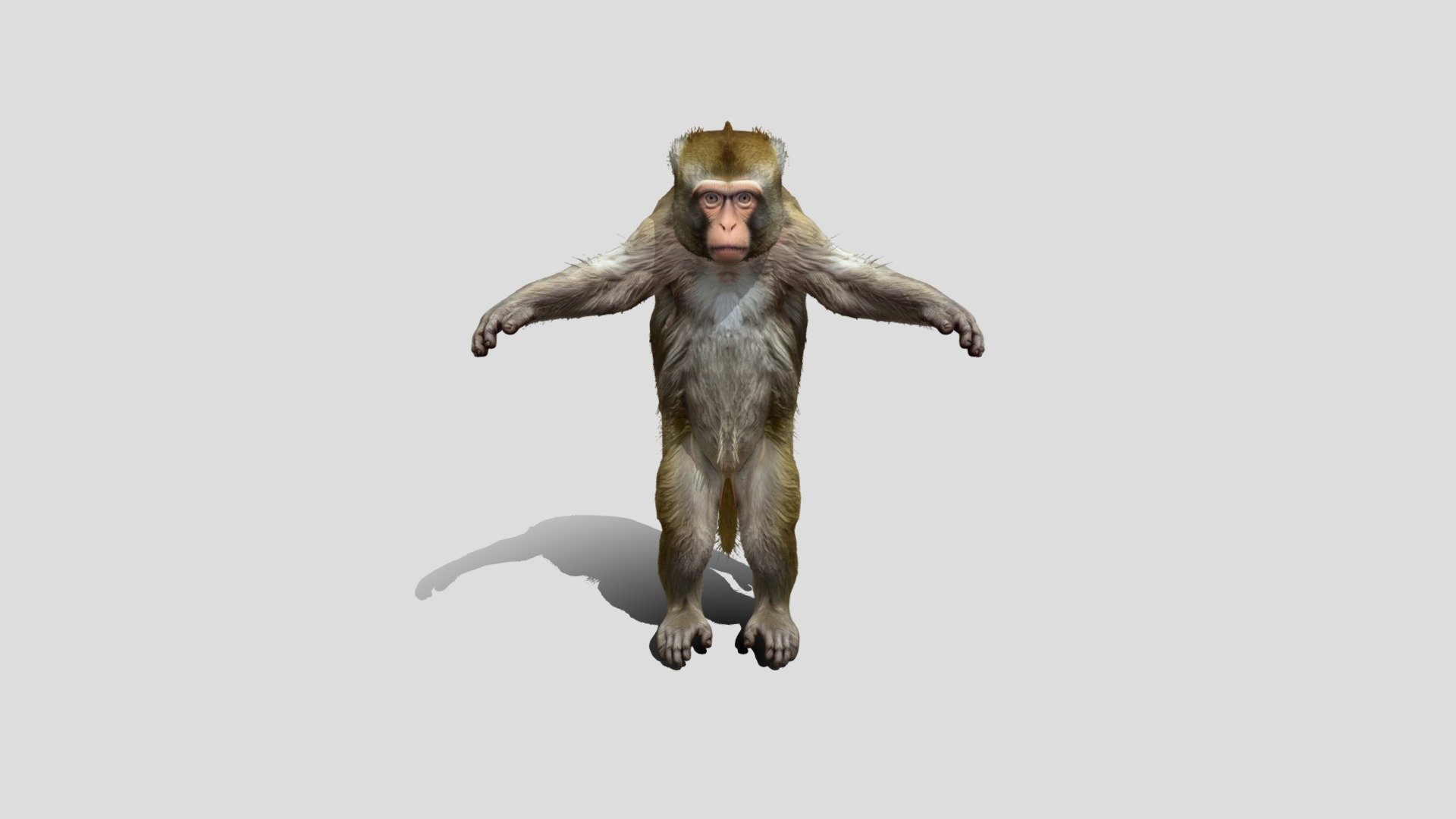 Monkey with t-pose 3D Model Free - Download Free 3D model by ...