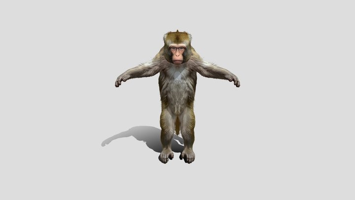 Monkey with t-pose 3D Model Free