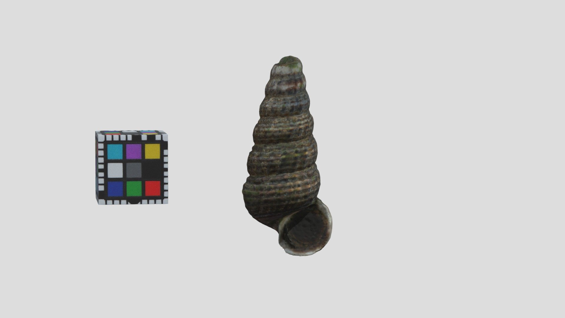 フトヘナタリ Cerithidea rhizophorarum