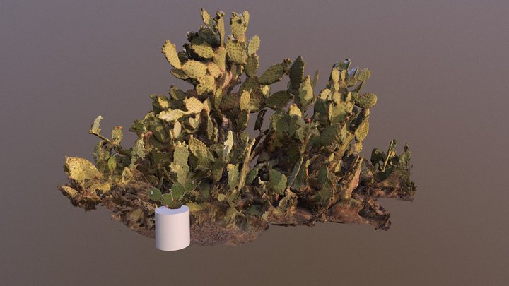 Virtual Garden: Cactus 3D Model