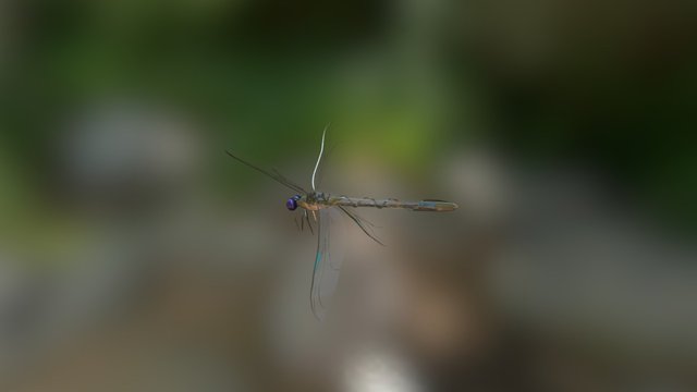 Dragonfly 3D Model