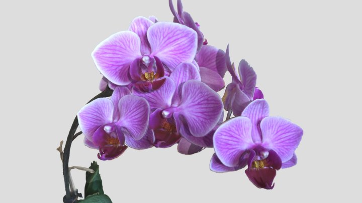 Flower 3D Model