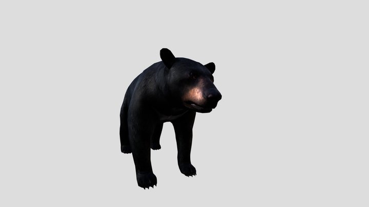 Black Bear