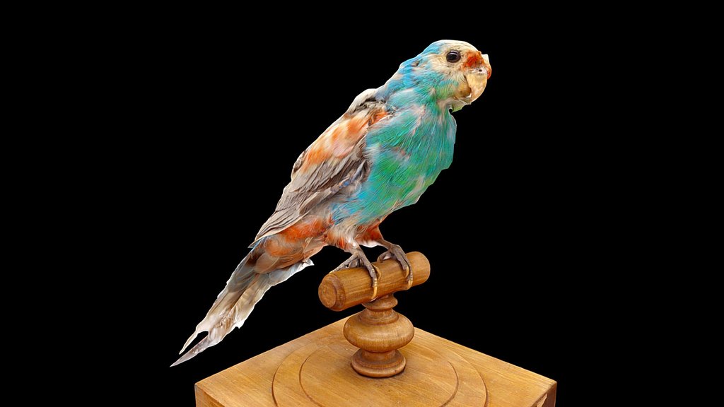 Paradise Parrot (Extinct)