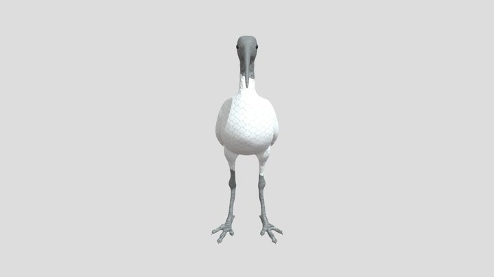 Ibis 3D Model