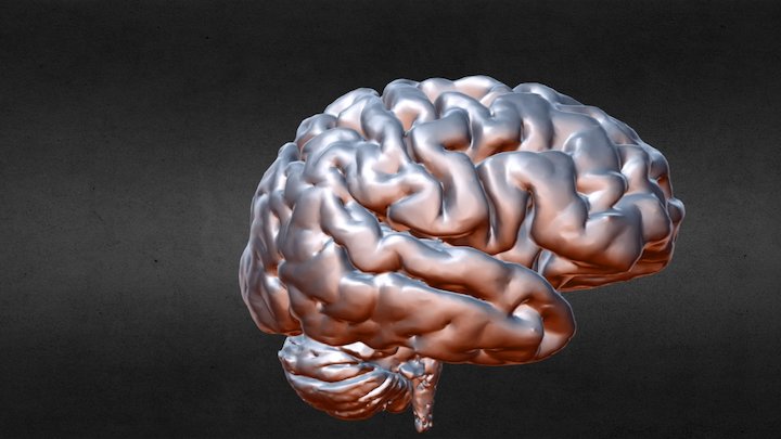 Brains 3D Model