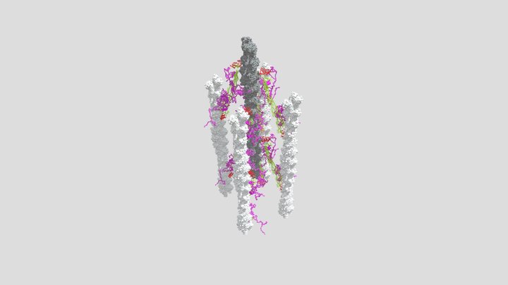 F-actin/actinin/FATZ-1 in the Z-disk, Figure 4G 3D Model