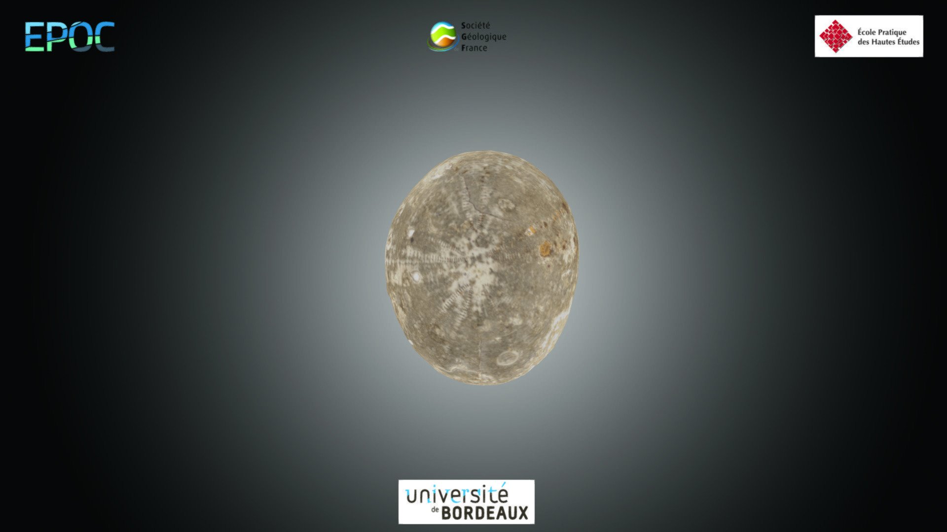 Echinoïde - Echinocorys sp.