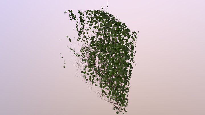 Ivy 3D Model