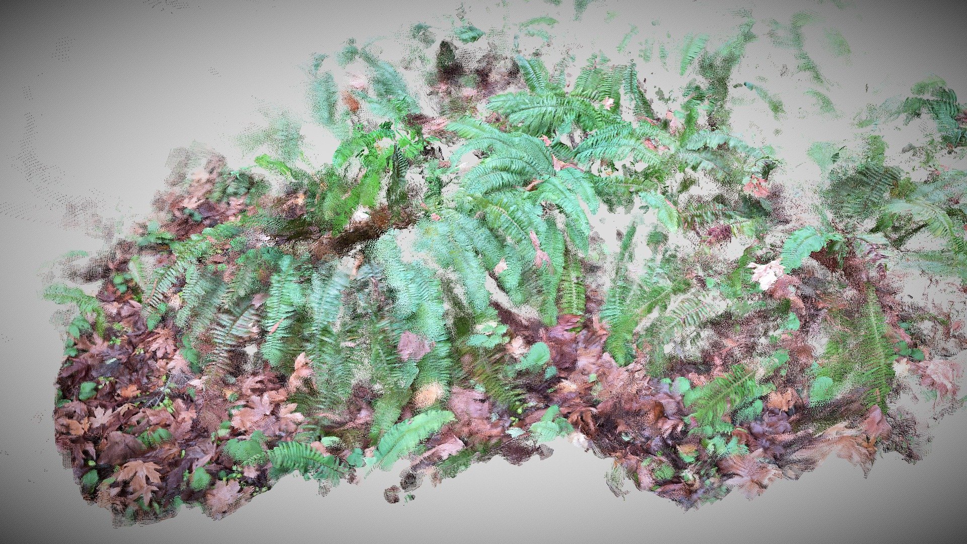 Ferns - point cloud (SiteScape)