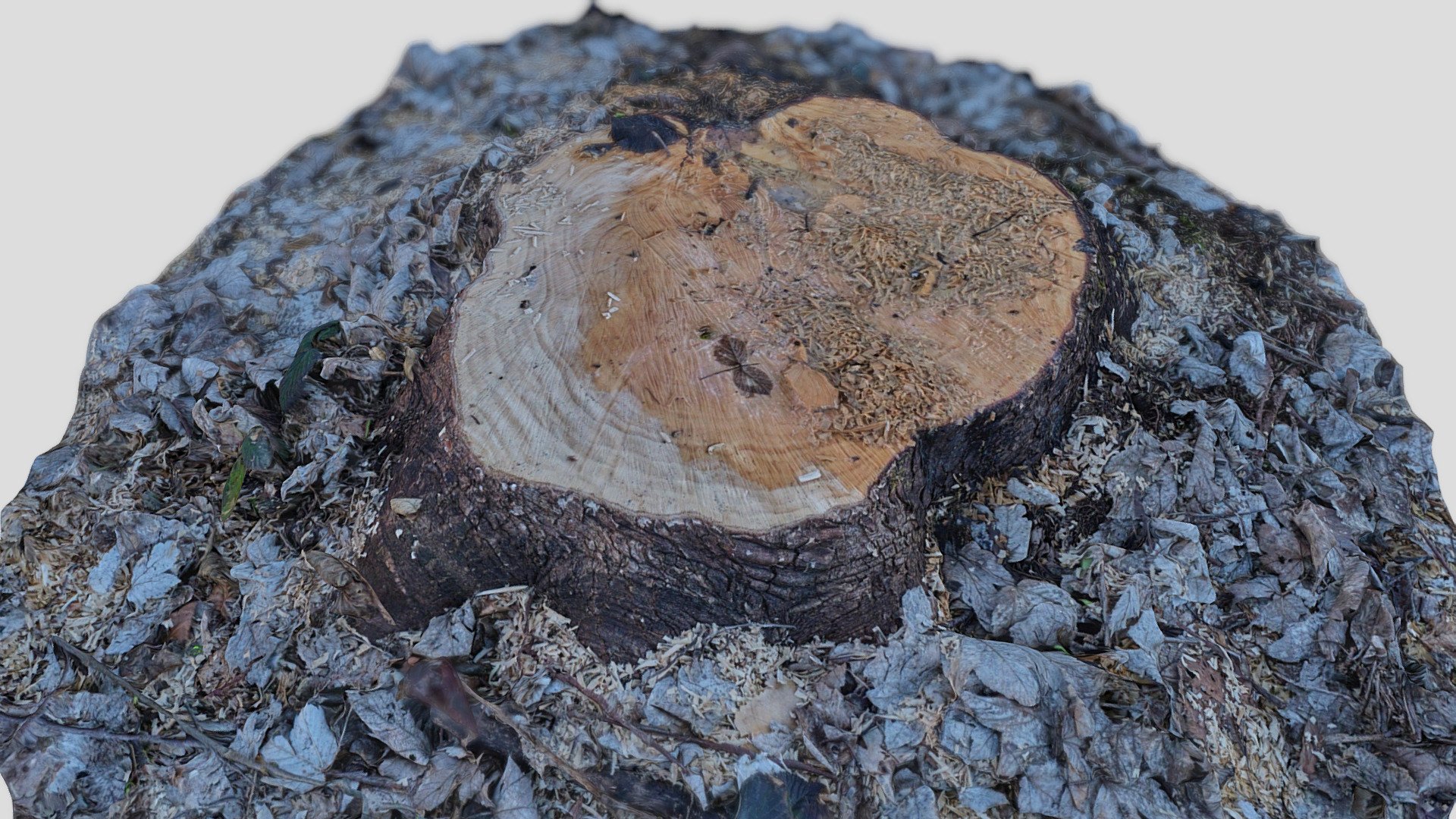 Tree stump scan 8k 043 - Buy Royalty Free 3D model by immerge [bf17763 ...