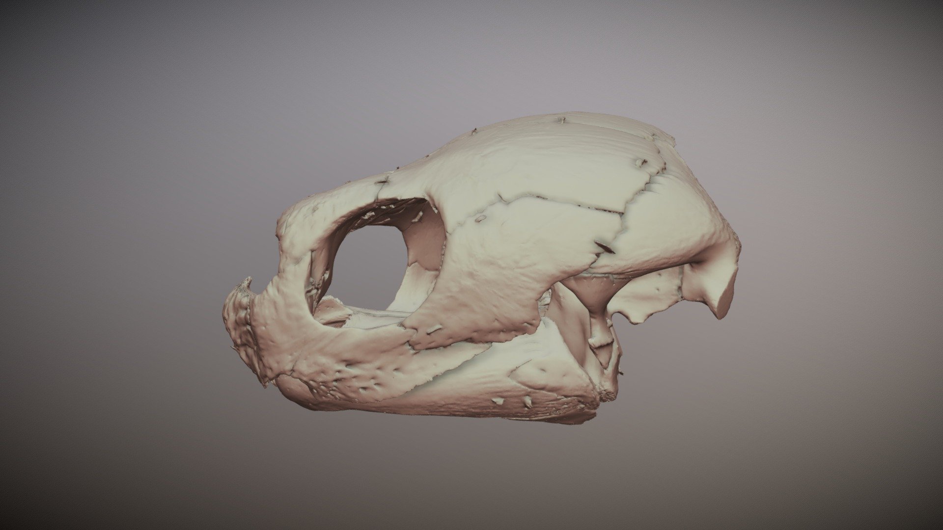 Dermochelys coriacea Skull