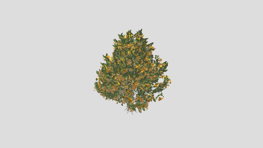 Tree Orange Choisaya