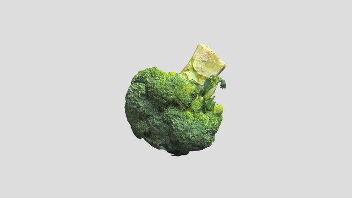 Broccoli Bottom view chunk 3D Model