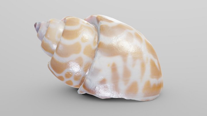 Nutmeg Sea Shell 3D Model