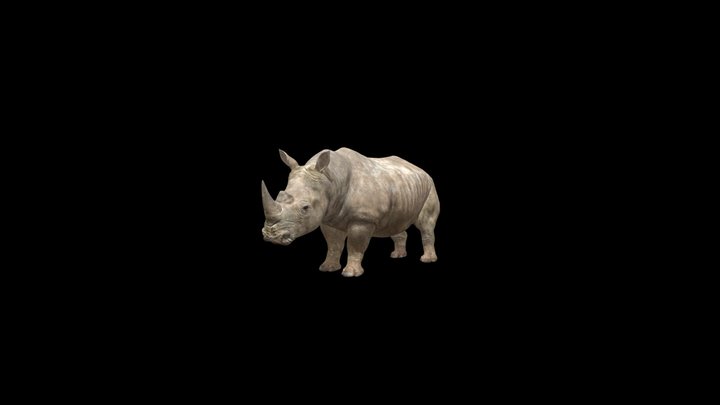 RHINO_Adult 3D Model
