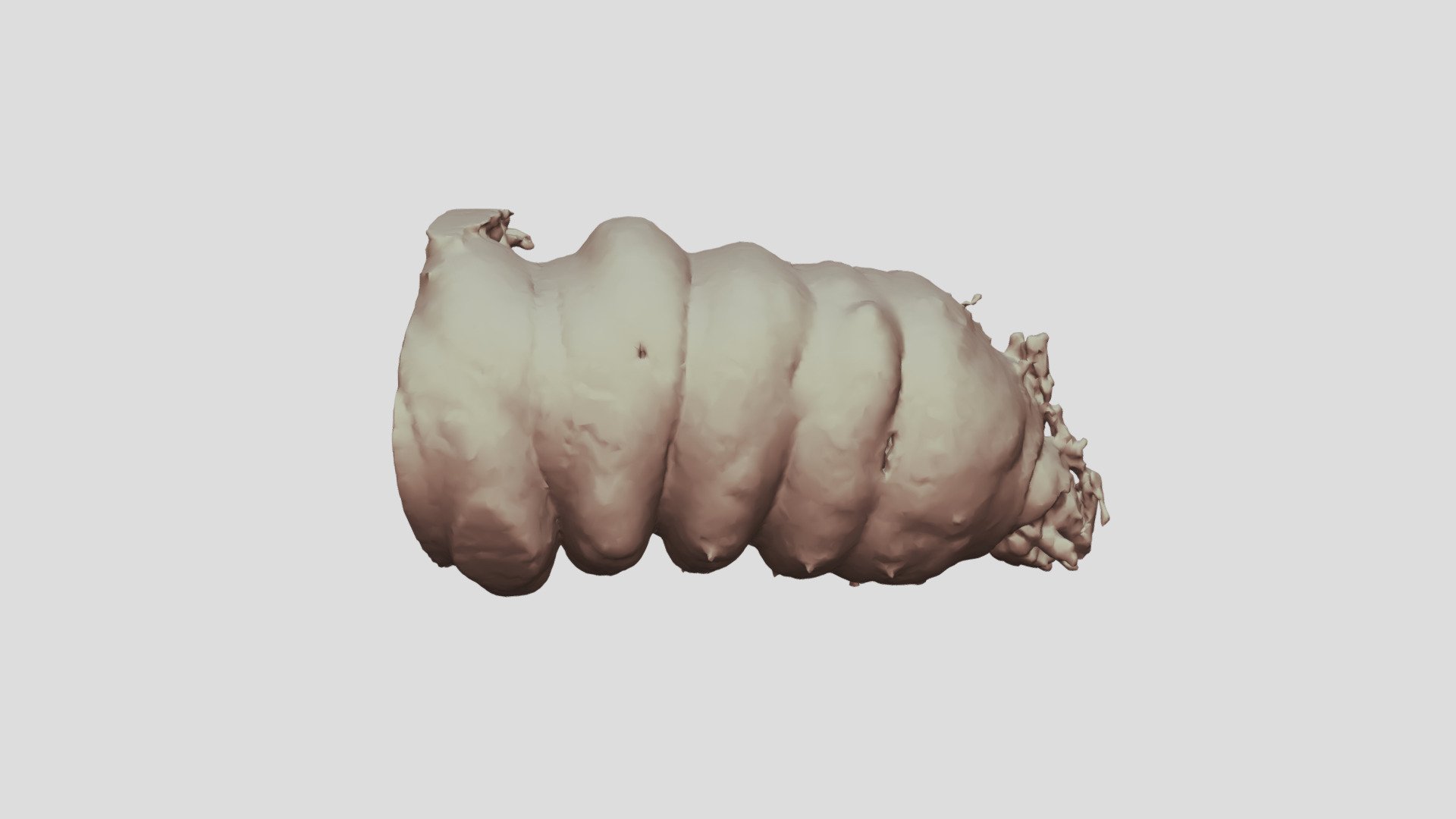 Cacosceles newmannii larva. Sample Nr3