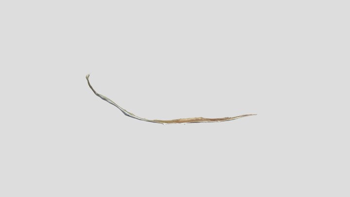 Sinew 3D Model
