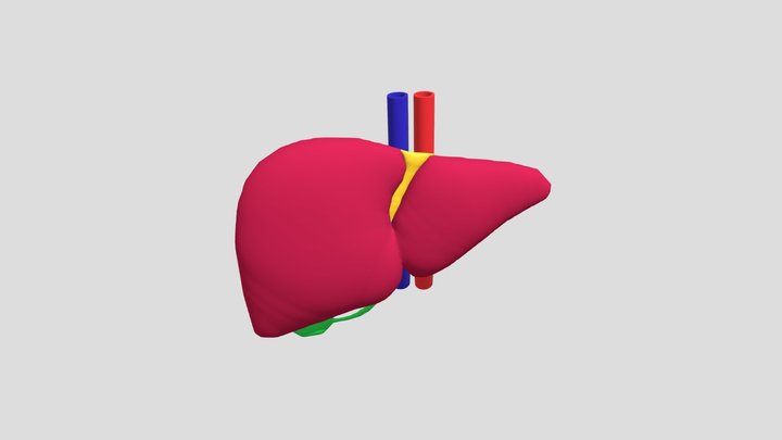 Liver 3D Model